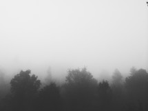 fog over the tree line 