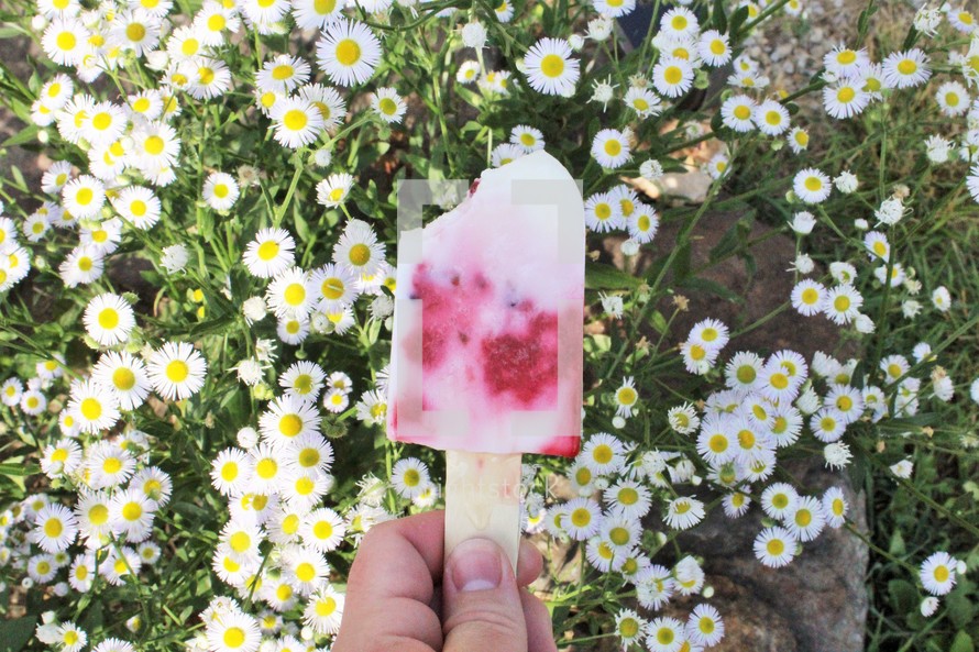 popsicle over field of daisies 
