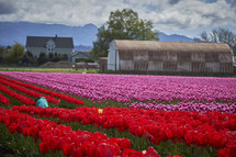 field of red and pink tulips 