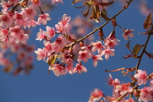 Springtime Cherry blossom flowers