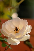 white rose
bee 