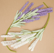 lavender and white flower on tan background 