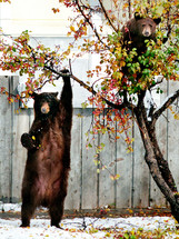 Mother black bear and her cub in a crabapple tree.
