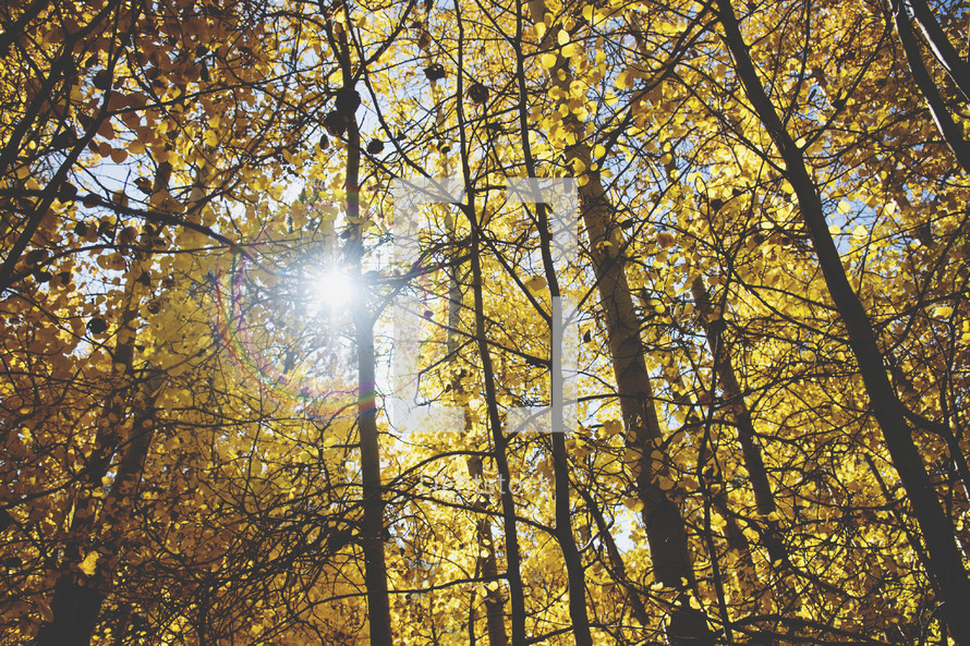 warm sunlight in a fall forest 