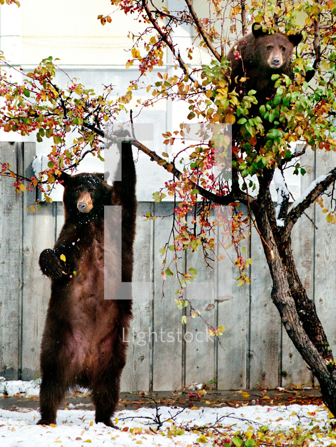 Мой бывший зверь тебе не сбежать. Медведь и вишня. Медведь может залезть на дерево. Vtldtl, TPTN YF lthtdj. Вишня юмор.