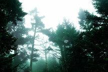 fog in a forest 