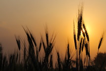 Stalks of wheat with sun setting behind