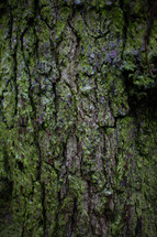 mossy tree bark 