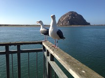 seagulls on a railing 