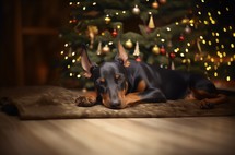 Close up of a doberman resting peacefully