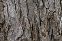tree bark texture 