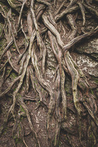 tree roots and rock 