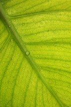 green leaf with dew drops 