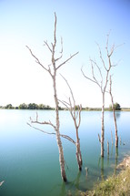 trees in a lake 