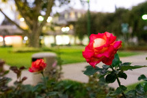red roses in a flower garden 