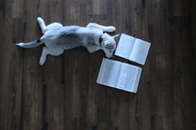 a Husky dog lying on the floor next to an open Bible 