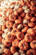 piles of mini pumpkins 