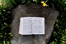 Bible on a rock in a garden of daffodils 