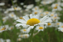daisy's in a field 