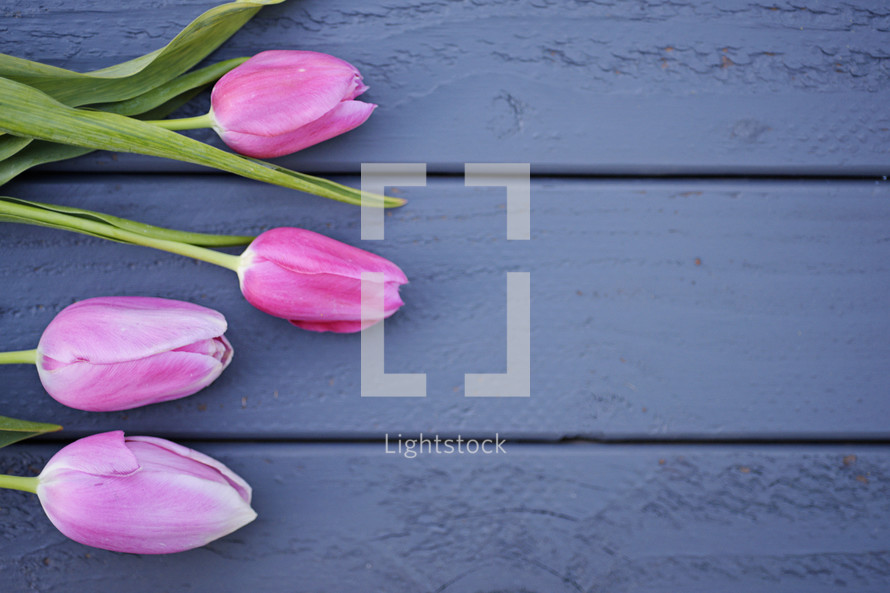 pink tulips on blue wood boards 