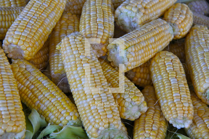 corn cobs