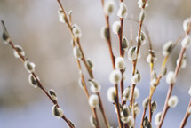 pussy willow branches 