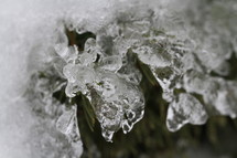 ice on a plant 