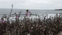 pink wildflowers on a beach shore 