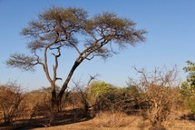 African savannah