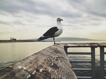 seagull standing on a railing 