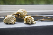 Three dead roses on a windowsill.