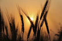 sunlight glowing on wheat grains