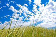 tall grass in a meadow 