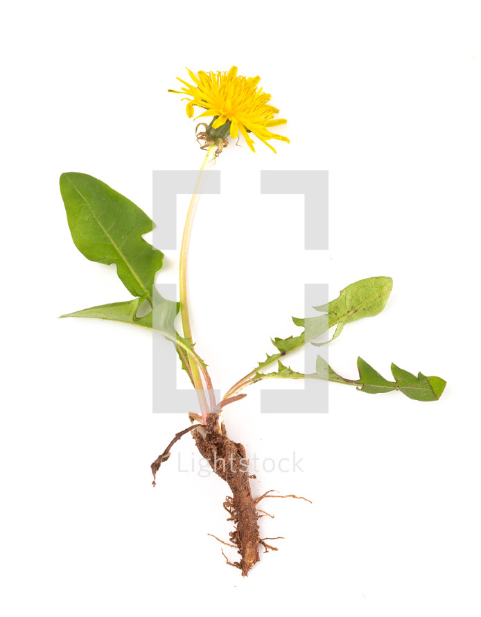 dandelion with root 