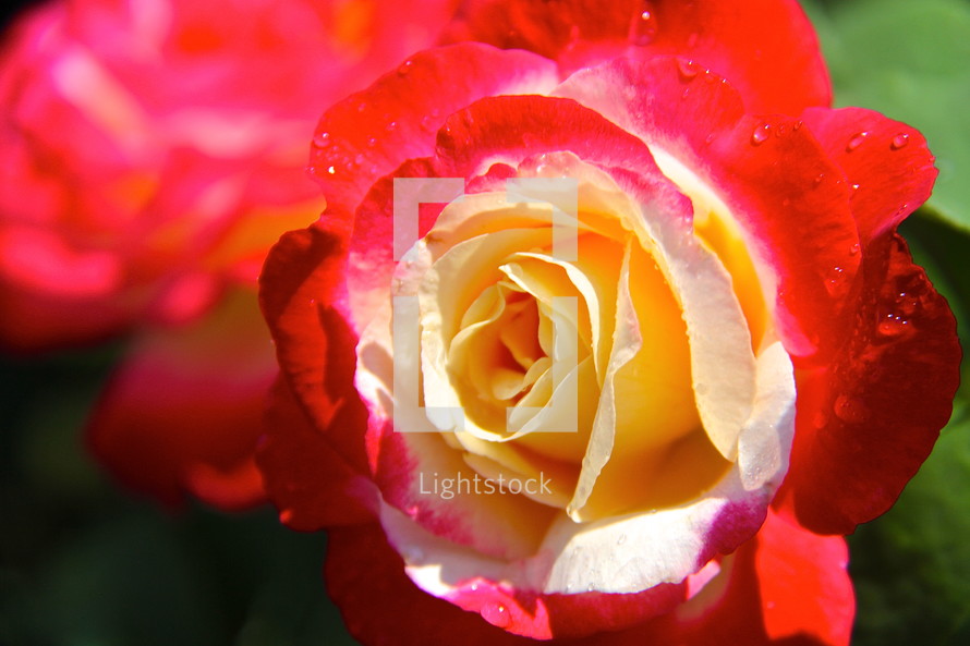 blooming variegated rose