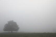 a tree alone in a field in fog 