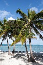 palm trees on a white sand beach 