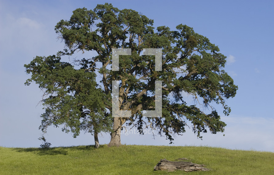 Oak tree in early spring surrounded by green grass against a blue sky background