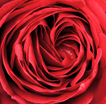 red rose center 