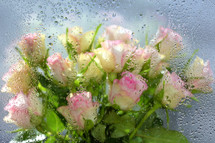 Roses behind of a window with water drops