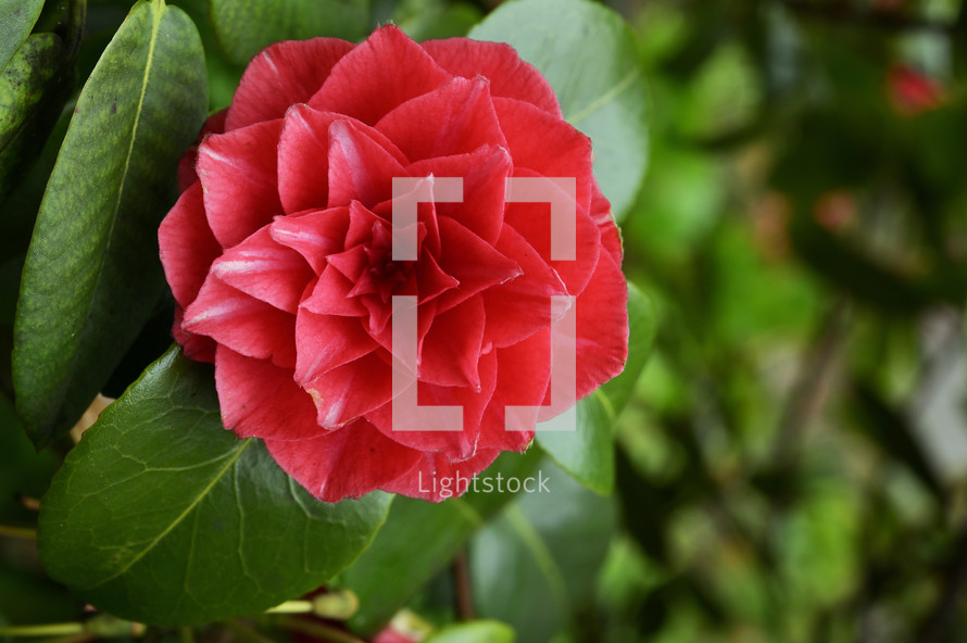 Closeup, Camellia japonica, common camellia