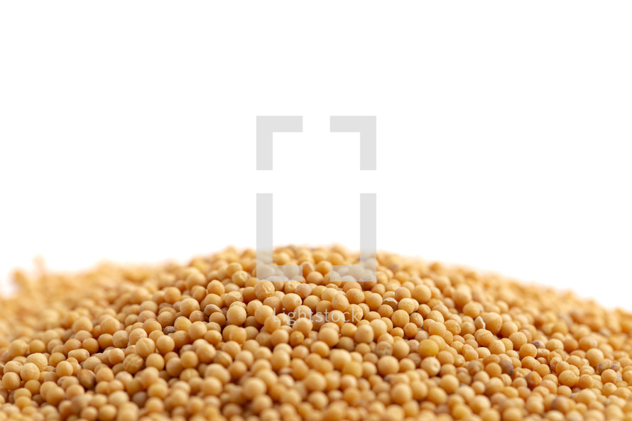Pile of Mustard Seeds Isolated on a White Background