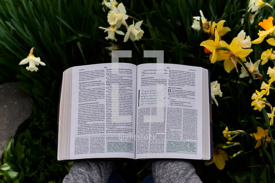 a young man reading a Bible in a garden bed of daffodils in spring 