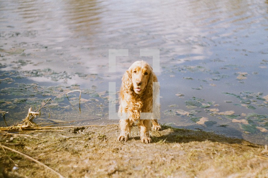 a dog standing by a lake shore 