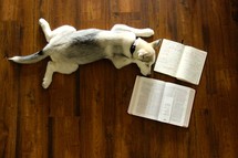 a Husky puppy sleeping next to an open Bible and journal 