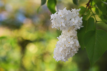 Branch Of A White Blossoming Lilac in Spring