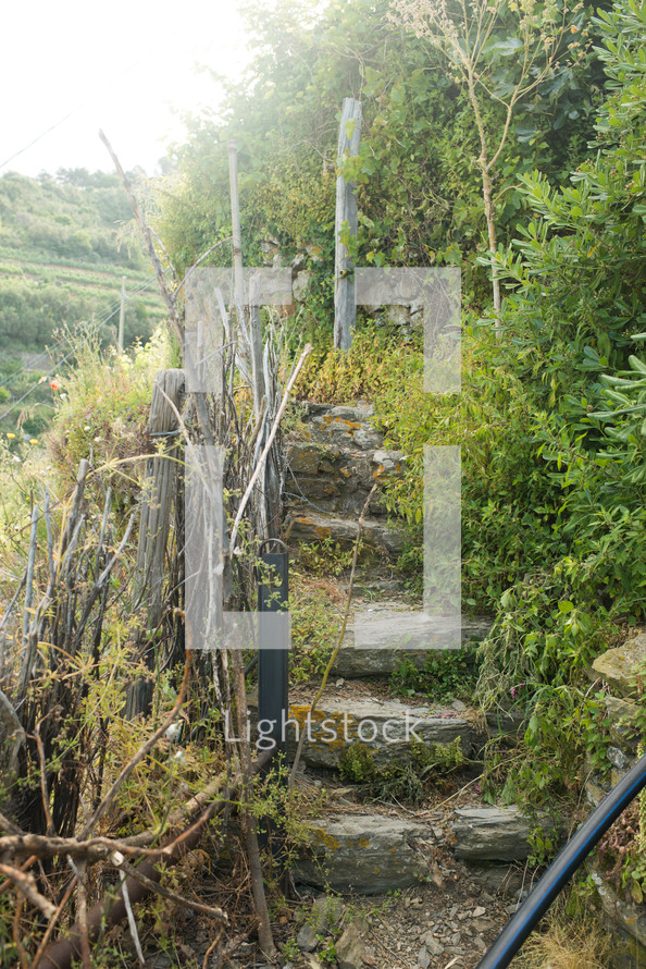 Stone steps leading through overgrown plants.