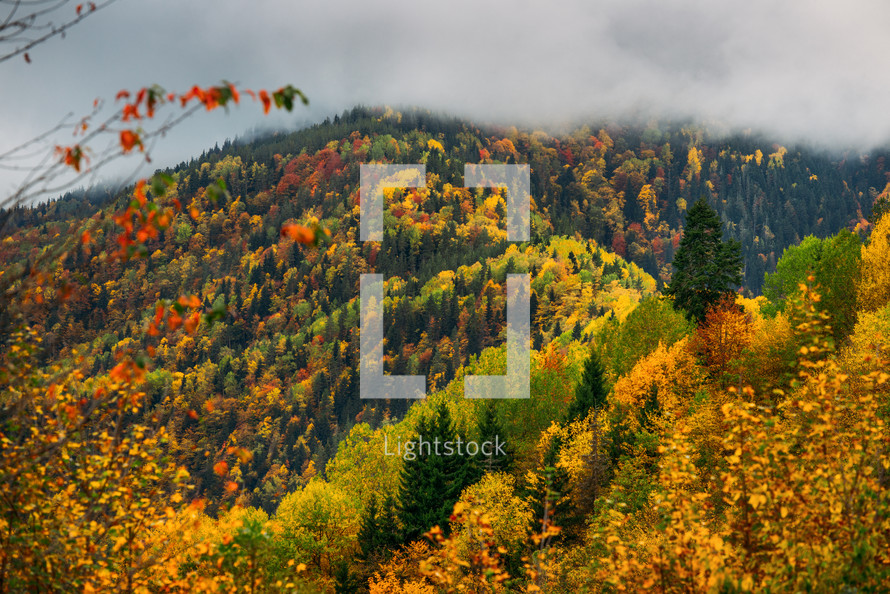 Autumn colors in the mountain forest