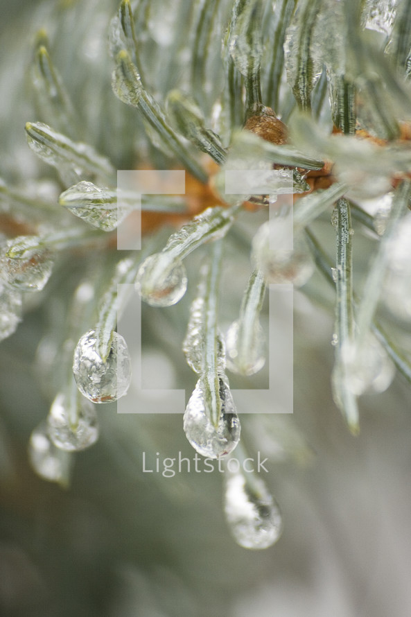 ice on pine needles 