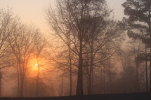 sun shining through a misty winter forest 